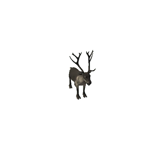 Reindeer_IP_FV_HP (1)